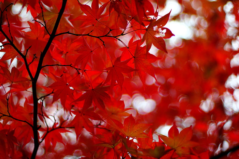 acer japonicum, red leaves, amur maple, branches, Nature, HD wallpaper