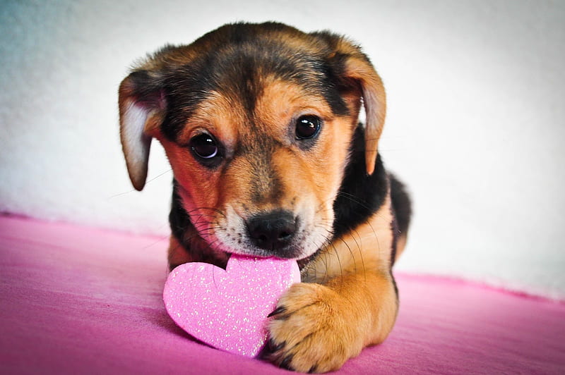 Happy Valentine's Day!, paw, caine, valentine, card, cute, heart, funny,  pink, HD wallpaper | Peakpx