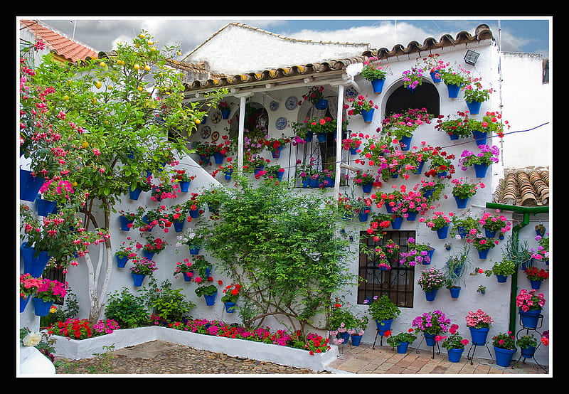 Patio de Flores, patio, red, potflowers, bonito, lemon tree, green, white, stears, blue, HD wallpaper