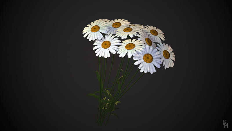 white daisy white background