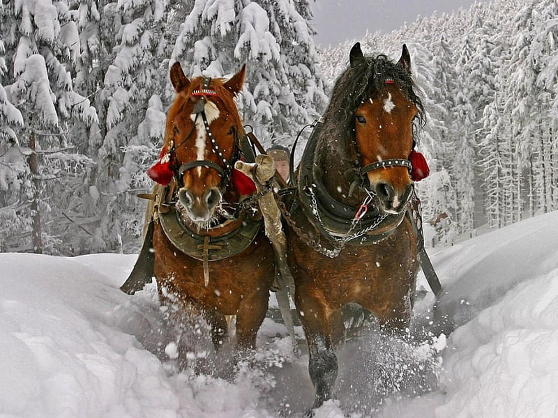 DASHING THROUGH THE SNOW, sleigh, christmas, harness, ice, forests, seasons, horses, winter, HD wallpaper