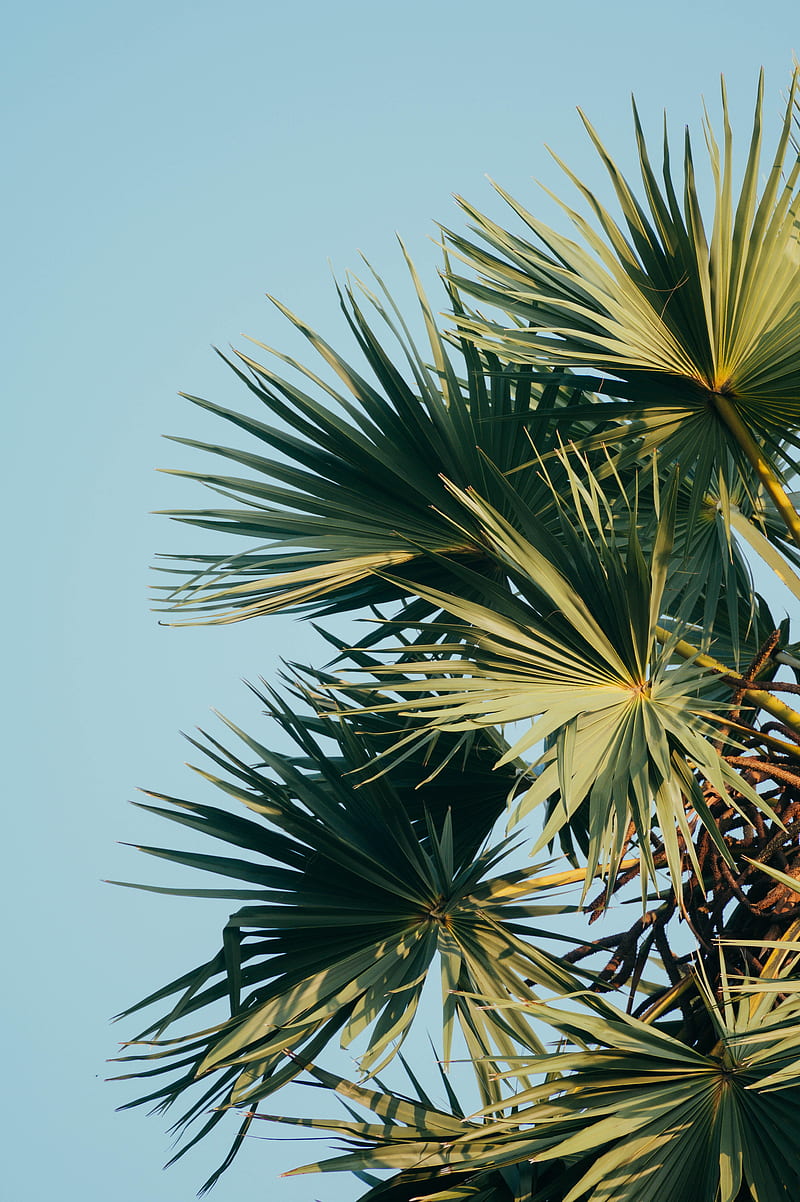 palm, branches, leaves, sky, green, carved, HD phone wallpaper