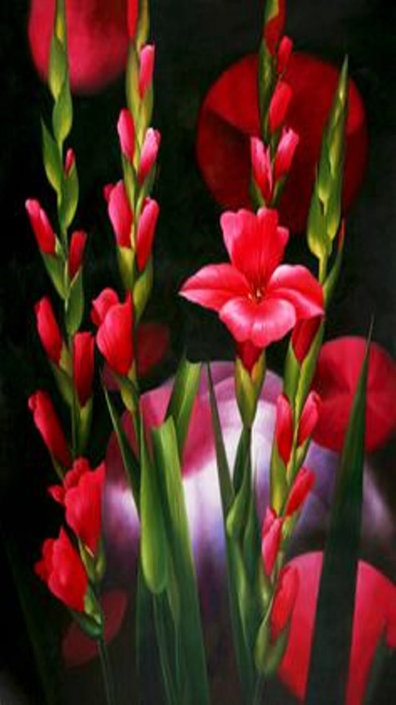 Gladioli, flowers, HD phone wallpaper