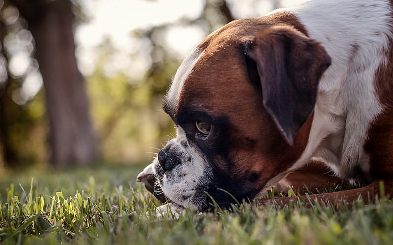 Boxer Dog, lawn, pets, cute animals, green grass, dogs, Boxer, HD wallpaper