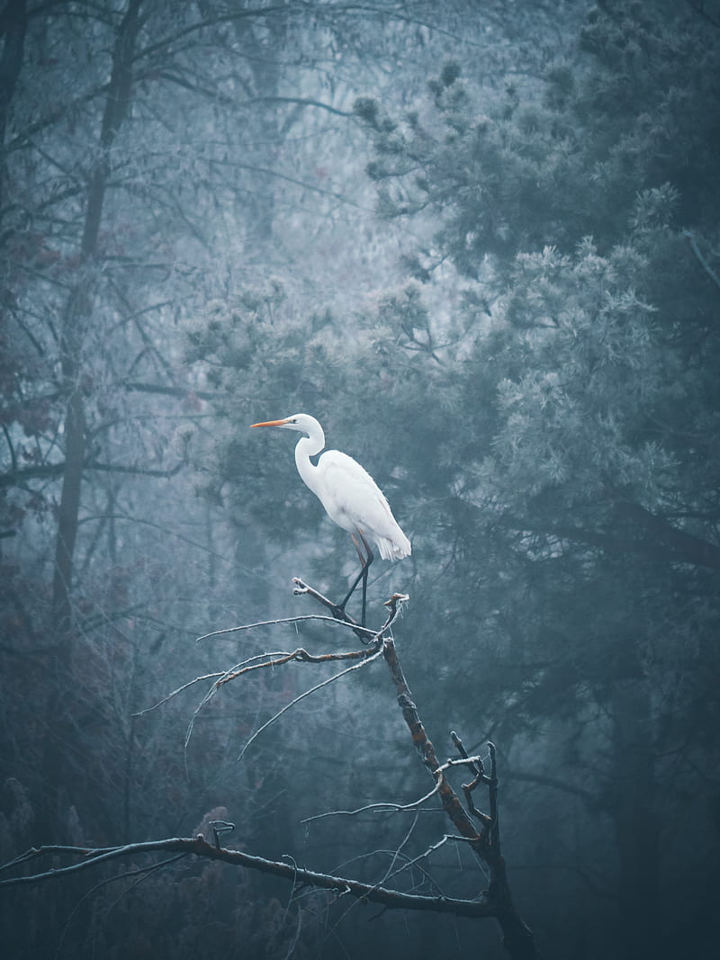 heron, bird, branch, fog, HD phone wallpaper
