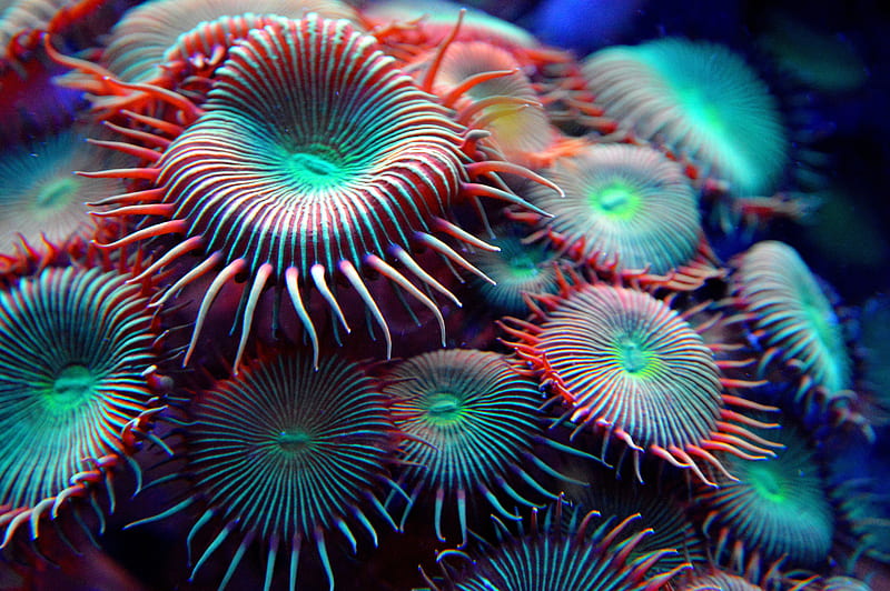 Coral Polyps, aquarium, aquatic, color, designs, ocean, sea, HD wallpaper |  Peakpx