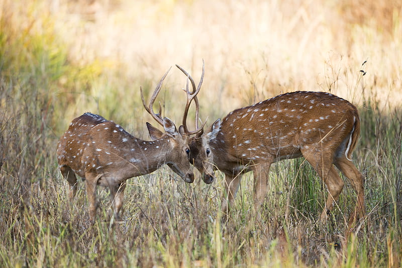 two fighting brown deer on green grass, HD wallpaper