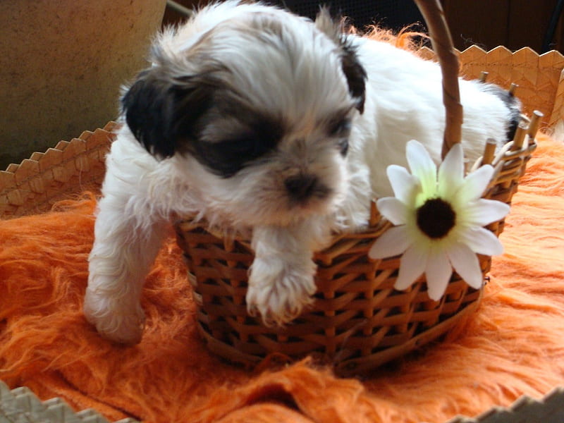 Cachorro, flower, sweet, puppy, dog, HD wallpaper
