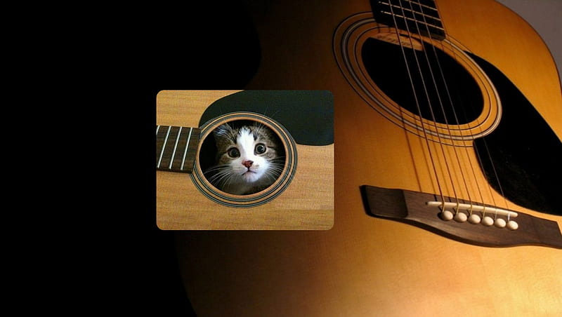 Cat inside a guitar, feline, cat, kitten, guitar, HD wallpaper
