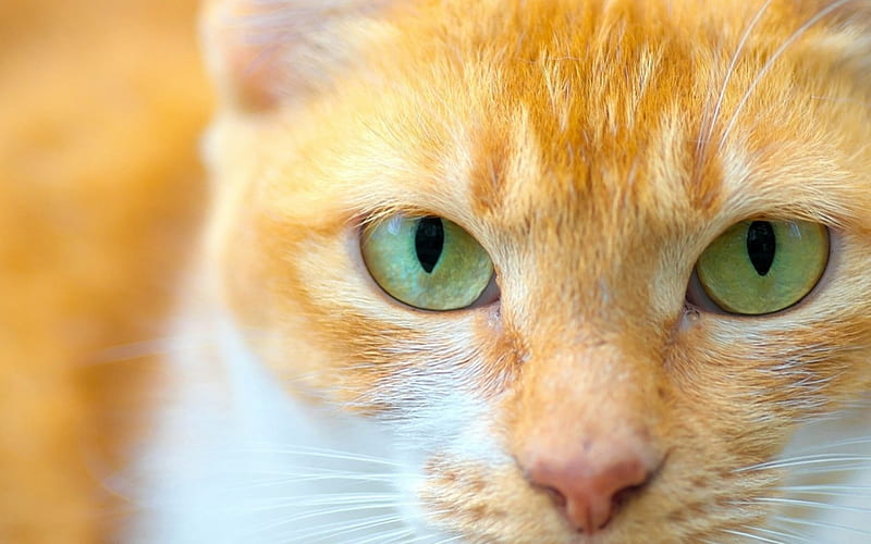 Cat, green, orange, ginger, face, eyes, animal, pisica, HD wallpaper