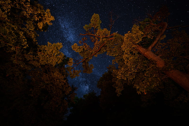trees, night, starry sky, branches, dark, HD wallpaper