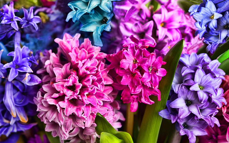 colorful hyacinths, R, macro, beautiful flowers, hyacinths, Hyacinthus, colorful flowers, HD wallpaper