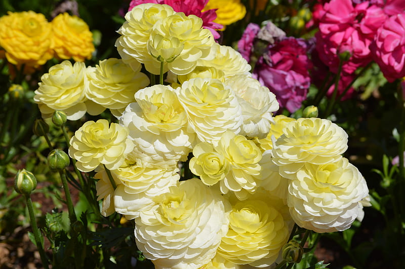 Yellow Ranunculus, pretty, gardening, Ranunculus, fluffy, flower, yellow, nature, Toowoomba festival of flowers, HD wallpaper
