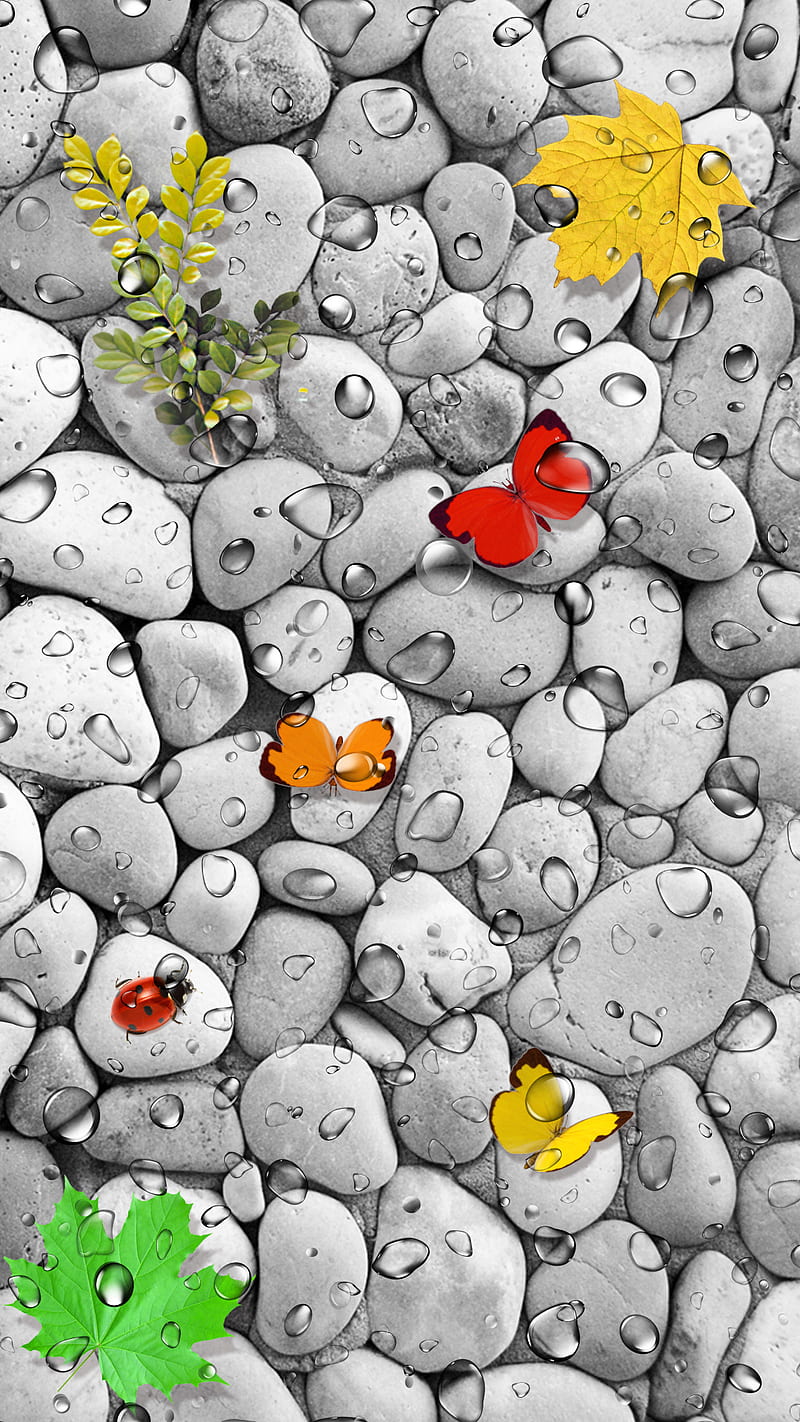Nature, butterflies, ladybug, leaves, pebble, rain, stones, HD phone wallpaper