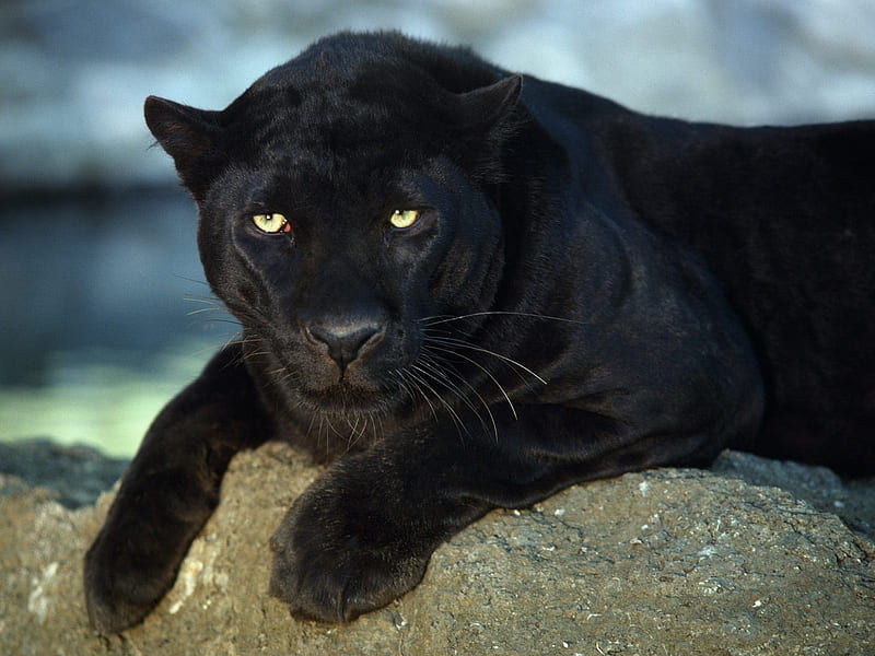 Black Jaguar, black, jaguar, panther, animals, HD wallpaper | Peakpx