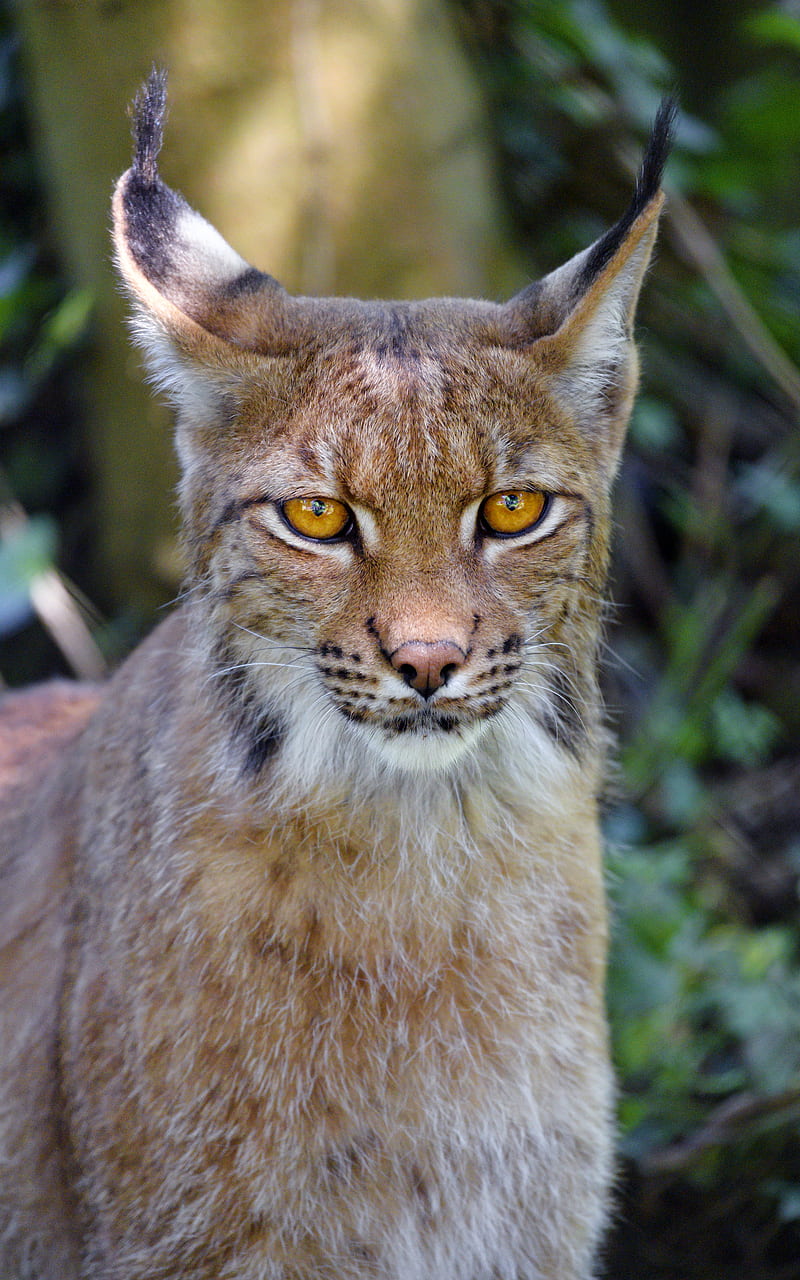 lynx, big cat, glance, animal, muzzle, HD phone wallpaper