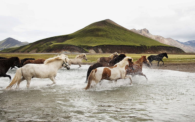 Wild Horses, stream, mustangs, mountain top, horses, water, wild, nature, river, landscape, animals, HD wallpaper