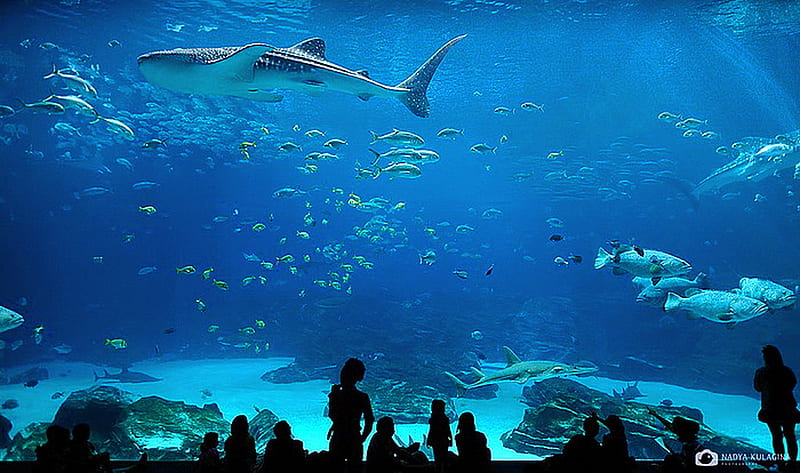One BIG fish bowl, fish, people, aquarium, sharks, blue, HD wallpaper