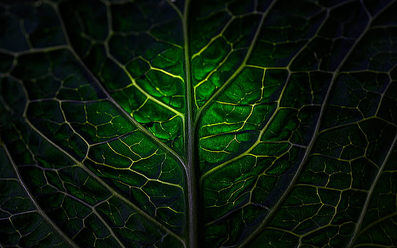 green leaf texture, green leaf background, leaf texture, natural leaf texture, green natural background, HD wallpaper