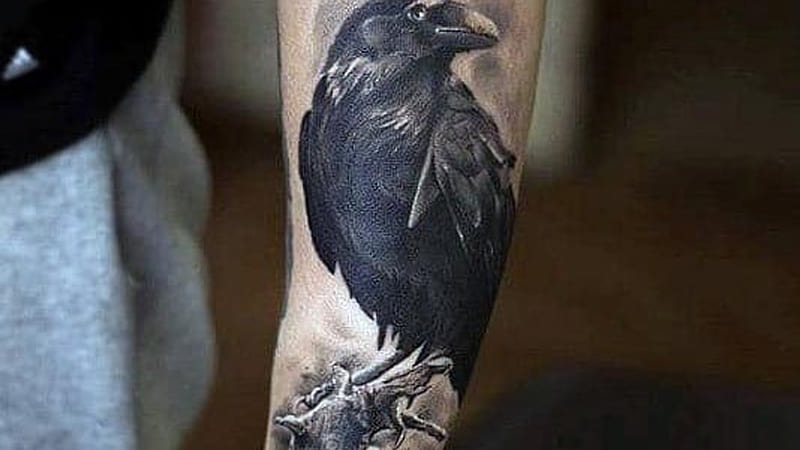 Sketch work raven tattoo on the forearm.