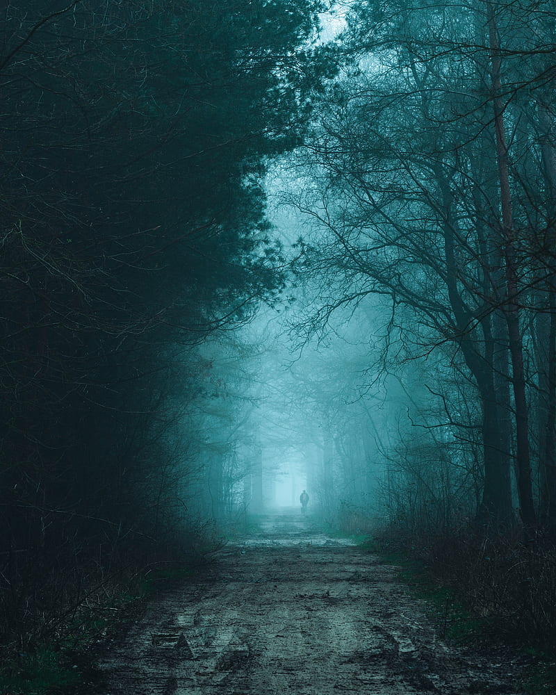 forest, fog, road, silhouette, gloom, HD phone wallpaper