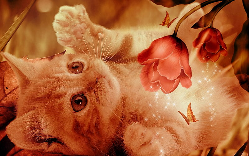 Love to play.., flowers, fantasy, cat, butterfly, HD wallpaper | Peakpx