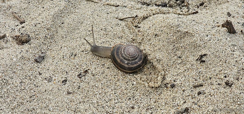 Snail at the Beach, Sand, Rocks, Snail, Beach, Pebbles, HD wallpaper