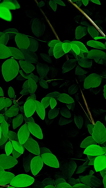 Green Leaves Spring Stock Xperia Xz Premium Hd Phone Wallpaper Peakpx