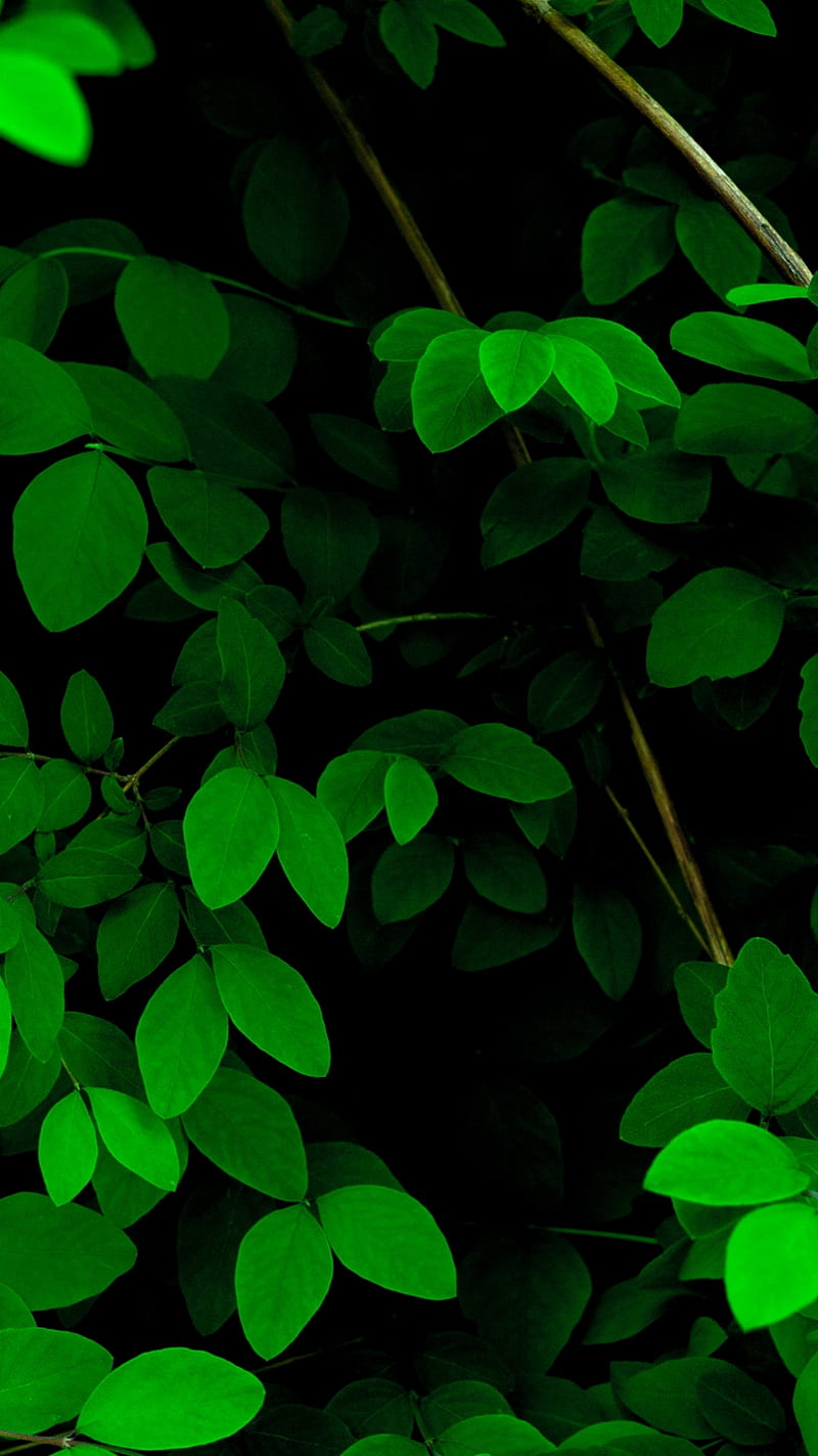 Green leaves, spring, stock , xperia xz premium, HD phone wallpaper