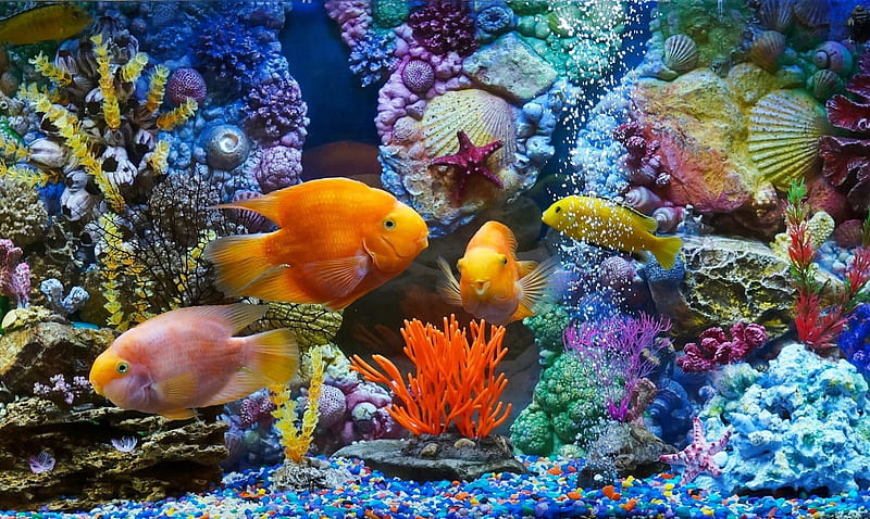 Fishes, Plant, Animal, Colorful, Aquarium, Fish, HD wallpaper | Peakpx