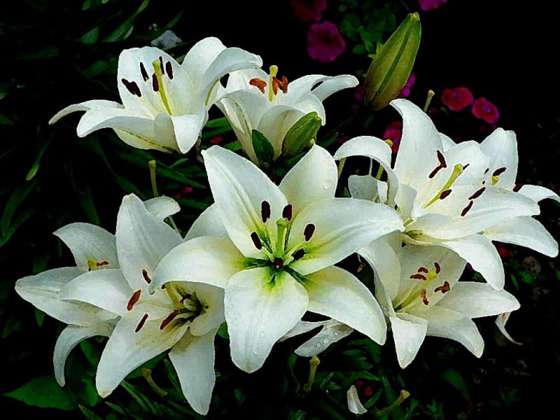 Lirios flores blancas en magia, flores, lirios, magia, blanco, Fondo de  pantalla HD | Peakpx