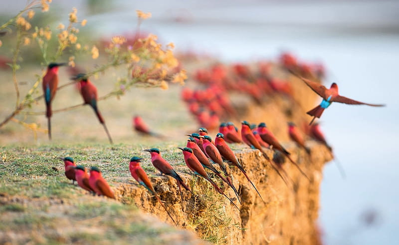 Carmine Bee-eaters, Africa, Bee-eaters, Colorful, Animals, Birds, HD wallpaper