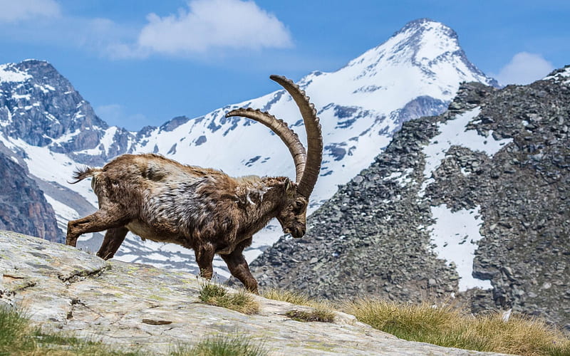 mountain goat, mountain landscape, horns, rocks, HD wallpaper