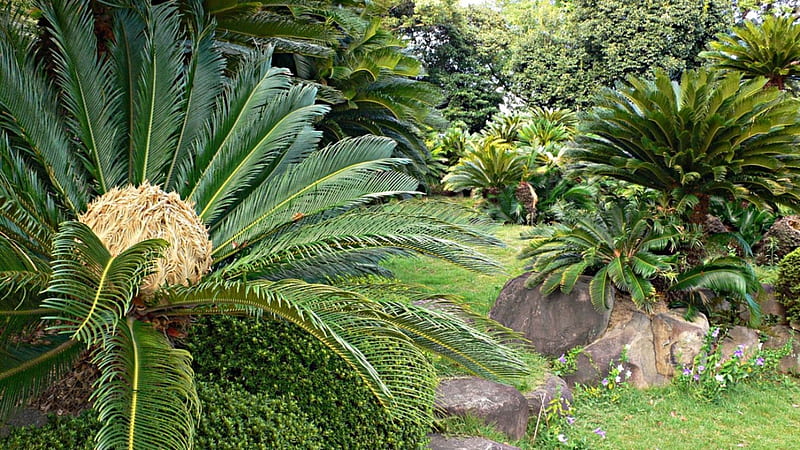 Palmtrees, garden, ferns, tropical, green, HD wallpaper