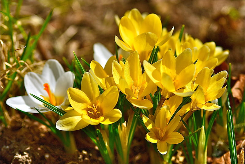 Spring crocuses, bonito, crocus, spring, flowers, yellow, freshness, HD wallpaper