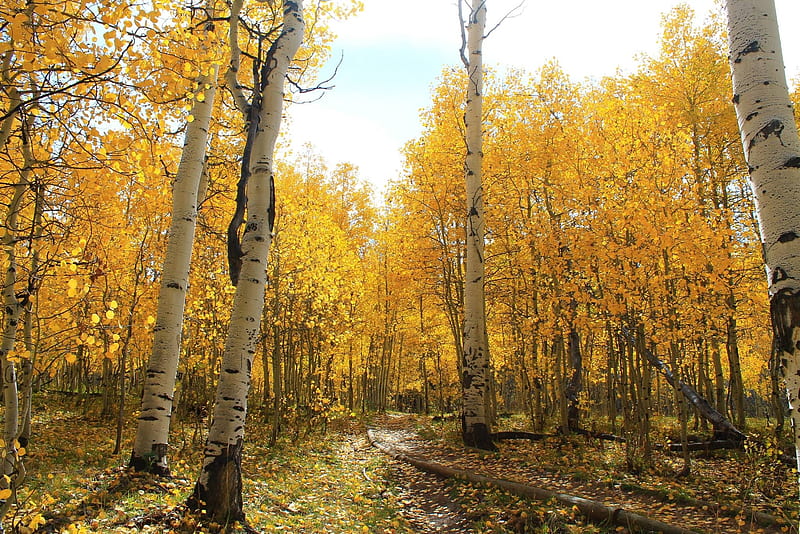 Yellow Forest, yellow, forest, tree, autumn, HD wallpaper | Peakpx