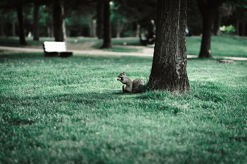 squirrel, tree, grass, animal, park, HD wallpaper