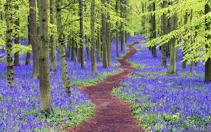 Bluebell Woods, forest, cool, flowers, nature, fun, HD wallpaper
