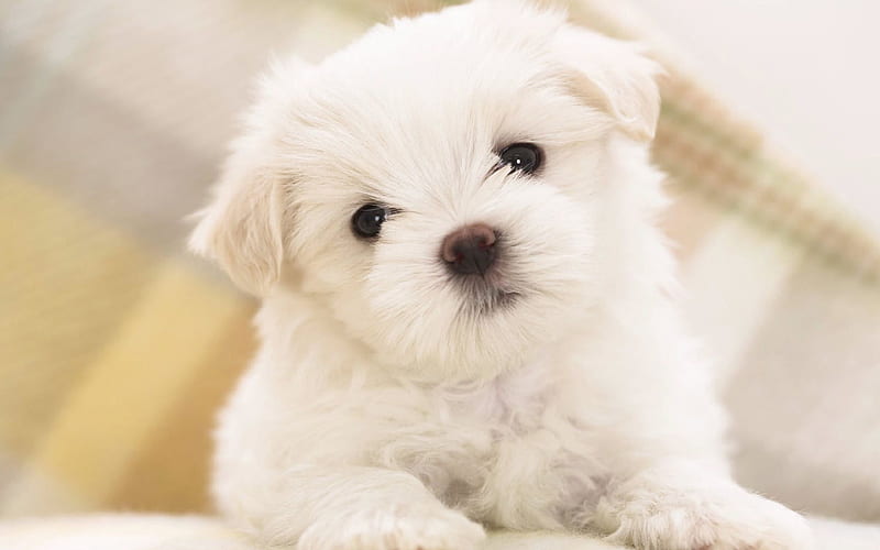 Maltese dog pets, cute animals, dogs, puppy, Maltese, HD wallpaper