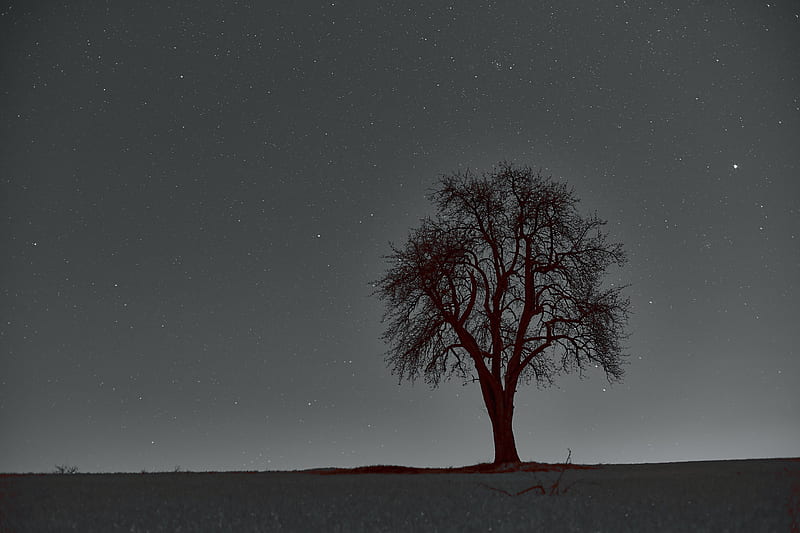 tree, branches, starry sky, stars, night, horizon, HD wallpaper