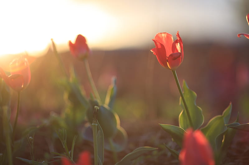 red flower in tilt shift lens, HD wallpaper