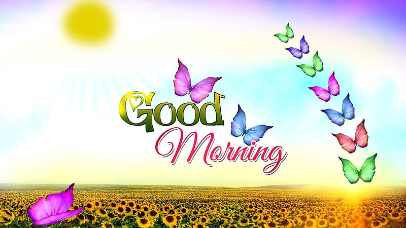  Buenos días, sol, mariposa, buenos, girasol, mañana, Fondo de pantalla HD