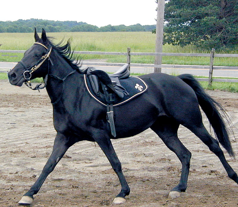 pure black tacked up horse, tack up, speed, cantering, bonito, fast, HD wallpaper