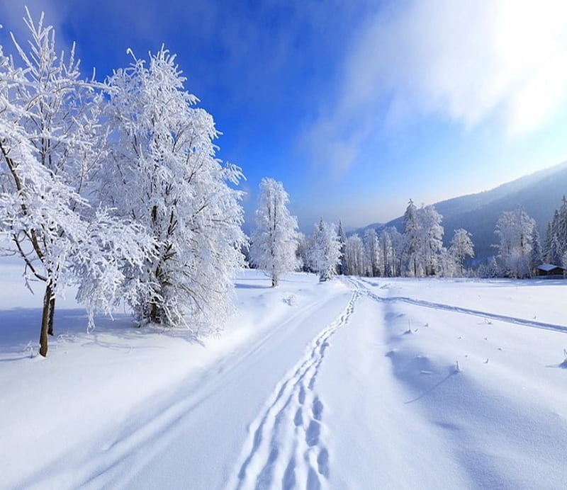 Lovely winter scene, colors, bonito, winter, tree, splendor, snow, path ...