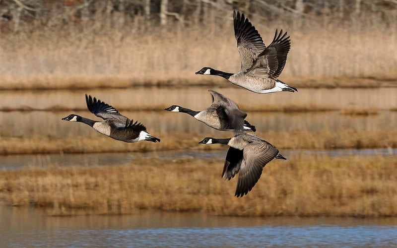 Canada Geese in Flight, birds, geese, Canada, flight, HD wallpaper