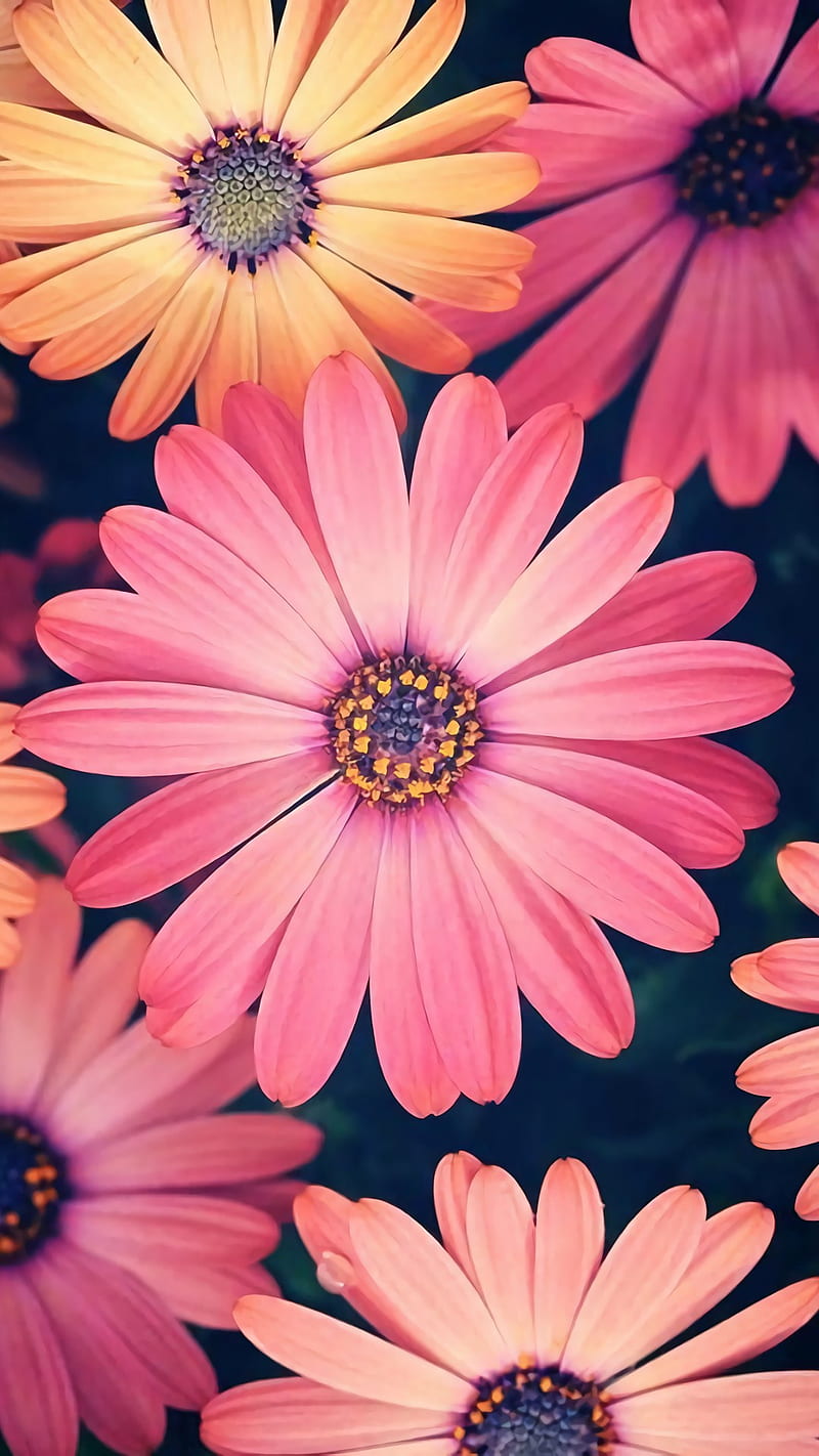 Flowers, daisy, nature, pink, HD phone wallpaper
