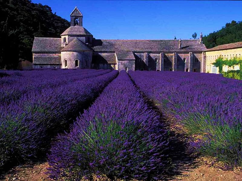 Lavender Field, building, summer, blossoms, cloister, rows, HD wallpaper