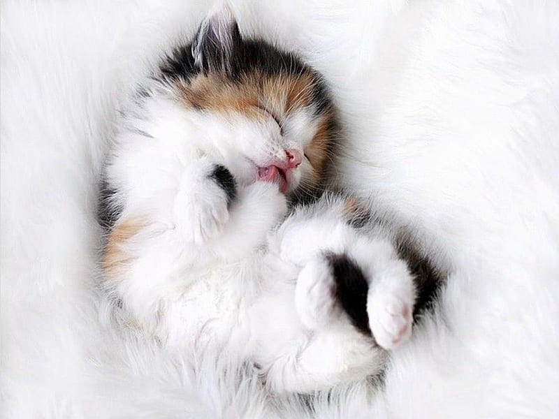 Warning: May cause an overdose of sweetness!, cute, sleep, fluffy, kitty, sweet precious, kitten, HD wallpaper