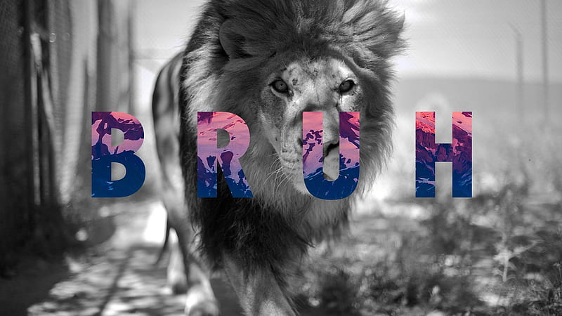 Word Bruh With Background Of Lion Bruh, HD wallpaper