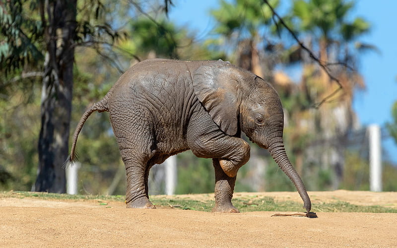 little baby elephant, African elephant, cute animals, elephants, Africa, wildlife, HD wallpaper